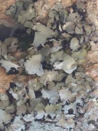 Umbilicaria americana image