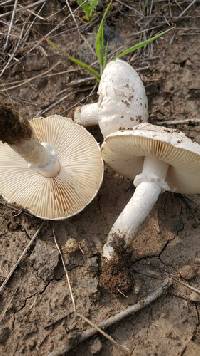 Image of Saproamanita prairiicola