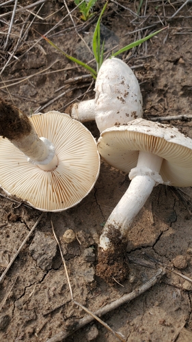 Saproamanita prairiicola image