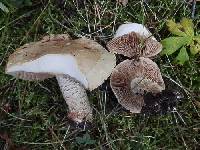 Hebeloma albomarginatum image