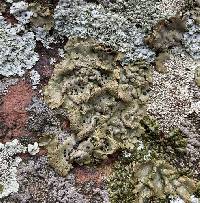 Umbilicaria torrefacta image