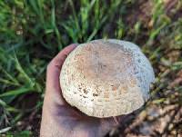 Agaricus subfloccosus image