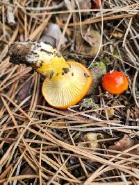 Hygrophorus siccipes image