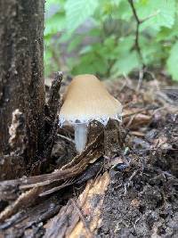 Candolleomyces candolleanus image