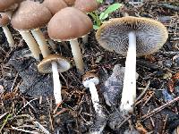 Psathyrella barrowsii image
