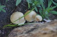 Candolleomyces candolleanus image