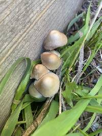 Candolleomyces candolleanus image