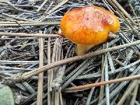 Hygrophorus siccipes image
