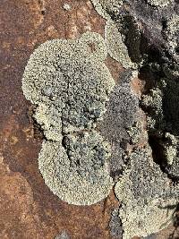 Rhizoplaca novomexicana image