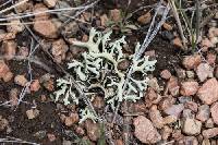 Xanthoparmelia chlorochroa image