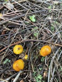 Hygrophorus siccipes image