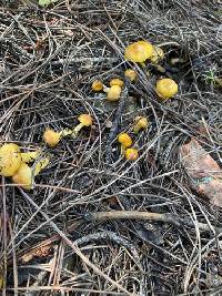 Hygrophorus siccipes image