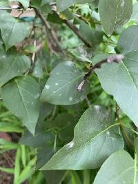 Erysiphe syringae image