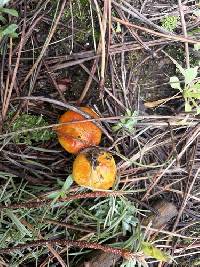 Hygrophorus siccipes image
