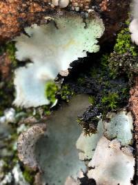 Umbilicaria americana image