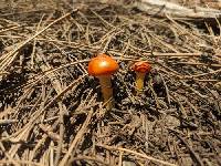 Hygrophorus siccipes image