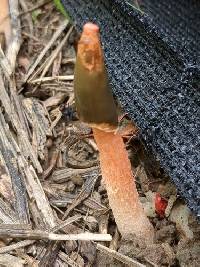 Phallus rugulosus image