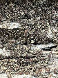 Lecanora saligna image