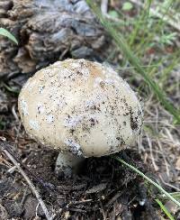 Amanita pantherinoides image