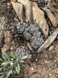 Psora cerebriformis image