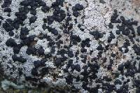 Lecidella stigmatea image