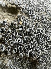 Acarospora strigata image