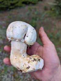 Agaricus gemellatus image