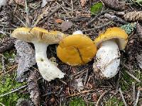 Russula postiana image