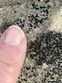 Lecidella stigmatea image