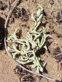 Xanthoparmelia chlorochroa image