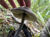Paraxerula americana image