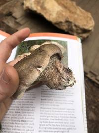 Hydnellum scabrosum image