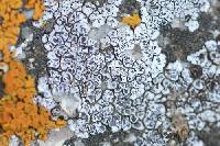Acarospora strigata image