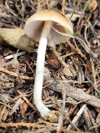 Candolleomyces candolleanus image