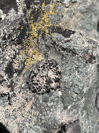 Umbilicaria virginis image