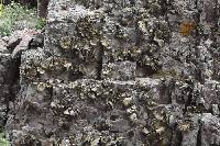 Omphalora arizonica image