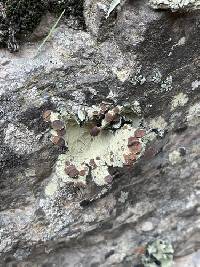 Omphalora arizonica image