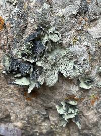 Omphalora arizonica image