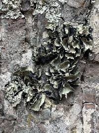 Omphalora arizonica image