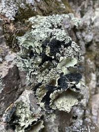 Omphalora arizonica image