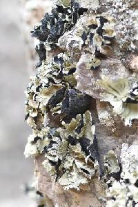 Omphalora arizonica image