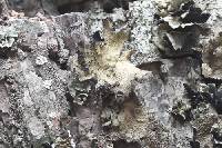 Omphalora arizonica image