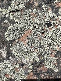 Rhizoplaca novomexicana image