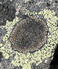 Sporastatia testudinea image