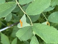 Phragmidium rosae-multiflorae image