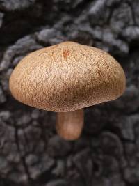 Tricholomopsis sulfureoides image