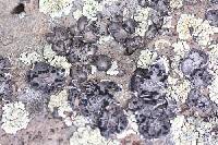 Umbilicaria virginis image