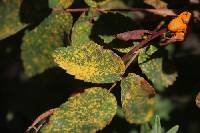 Phragmidium rosae-multiflorae image