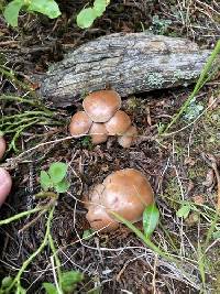 Hebeloma avellaneum image