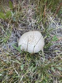 Agaricus porphyrocephalus image
